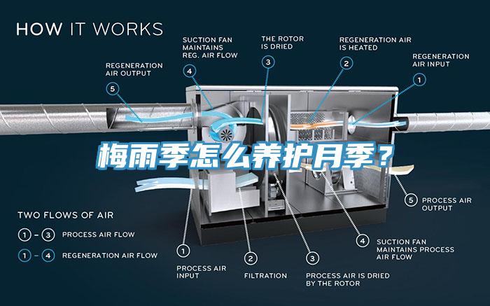 梅雨季怎么養(yǎng)護月季？